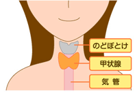 解説図：甲状腺の位置
